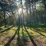 Nadmorska Sosna * ムジェジノ