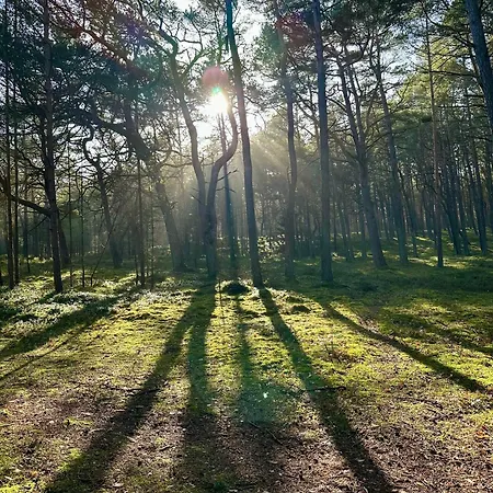 Nadmorska Sosna * Mrzeżyno